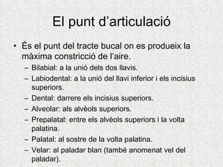 El punt d’articulació
• És el punt del tracte bucal on es produeix la
  màxima constricció de l’aire.
  – Bilabial: a la unió dels dos llavis.
  – Labiodental: a la unió del llavi inferior i els incisius
    superiors.
  – Dental: darrere els incisius superiors.
  – Alveolar: als alvèols superiors.
  – Prepalatal: entre els alvèols superiors i la volta
    palatina.
  – Palatal: al sostre de la volta palatina.
  – Velar: al paladar blan (també anomenat vel del
    paladar).
 