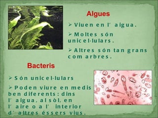 Algues Viuen en l’aigua. Moltes són unicel·lulars. Altres són tan grans com arbres. Bacteris Són unicel·lulars Poden viure en medis ben diferents: dins l’aigua, al sòl, en l’aire o a l’ interior d’altres éssers vius. 