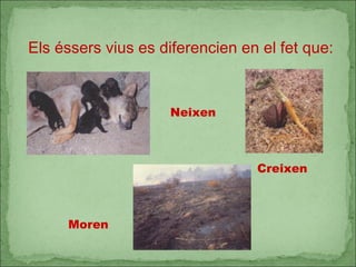 Els éssers vius es diferencien en el fet que: Neixen Creixen Moren 