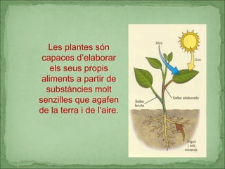 Les plantes són capaces d’elaborar els seus propis aliments a partir de substàncies molt senzilles que agafen de la terra i de l’aire. 