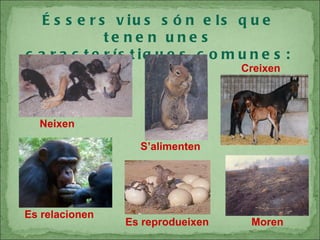 Éssers vius són els que tenen unes característiques comunes: Neixen S’alimenten Creixen Es   relacionen Es   reprodueixen Moren 