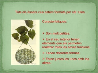Tots els éssers vius estem formats per cèl· lules. Característiques: Són molt petites. En el seu interior tenen elements que els permeten realitzar totes les seves funcions. Tenen diferents formes. Estan juntes les unes amb les altres. 