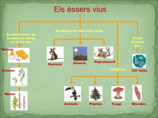Els éssers vius Es diferencien de la matèria inerta en el fet que Realitzen les funcions vitals Estan formats per Poden ser Neixen Creixen Moren Nutrició Relació Reproducció Cèl· lules Animals Plantes Fongs Microbis 