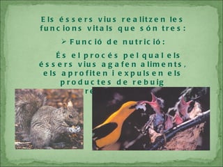 Els éssers vius realitzen les funcions vitals que són tres: Funció de nutrició: És el procés pel qual els éssers vius agafen aliments, els aprofiten i expulsen els productes de rebuig resultants. 