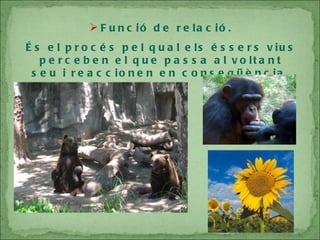 Funció de relació. És el procés pel qual els éssers vius perceben el que passa al voltant seu i reaccionen en conseqüència. 