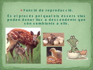 Funció de reproducció. És el procés pel qual els éssers vius poden donar lloc a descendents que són semblants a ells. 