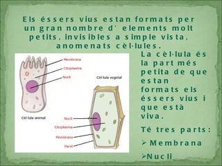 Els éssers vius estan formats per un gran nombre d’elements molt petits, invisibles a simple vista, anomenats cèl·lules. La cèl·lula és la part més petita de que estan formats els éssers vius i que està viva. Té tres parts: Membrana Nucli Citoplasma 