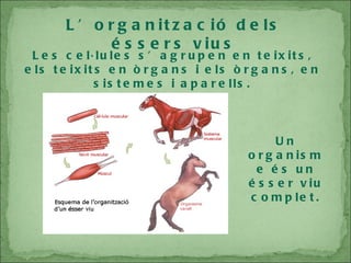 Les cel·lules s’agrupen en teixits, els teixits en òrgans i els òrgans, en sistemes i aparells. Un organisme és un ésser viu complet. L’organització dels éssers vius 
