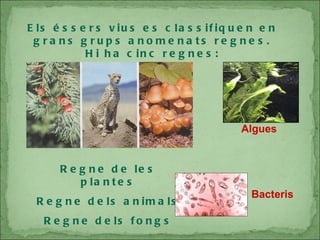 Els éssers vius es classifiquen en grans grups anomenats regnes. Hi ha cinc regnes: Regne de les plantes Regne dels animals Regne dels fongs Algues Bacteris 