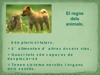 El regne dels animals. Són pluricel·lulars. S’alimenten d’altres éssers vius. Quasi tots són capaços de desplaçar-se Tenen sistema nerviós i òrgans dels sentits. Les persones formen part del regne dels animals. 