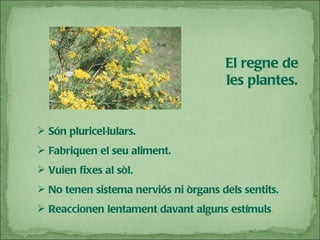 El regne de les plantes. Són pluricel·lulars. Fabriquen el seu aliment. Vuien fixes al sòl. No tenen sistema nerviós ni òrgans dels sentits. Reaccionen lentament davant alguns estímuls . 