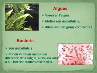 Algues Viuen en l’aigua. Moltes són unicel·lulars. Altres són tan grans com arbres. Bacteris Són unicel·lulars Poden viure en medis ben diferents: dins l’aigua, al sòl, en l’aire o a l’ interior d’altres éssers vius. 