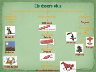 Els éssers vius Realitzen les funcions vitals Estan formats per Que formen Que formen Que formen S’agrupen en  Regnes Entre els quals hi ha Nutrició Relació Reproducció Cèl·lules Teixits Òrgans Aparells i sistemes Animals Plantes Fongs 