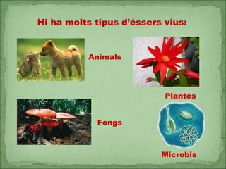 Hi ha molts tipus d’éssers vius: Animals Plantes Fongs Microbis 