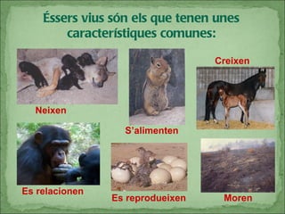 Éssers vius són els que tenen unes característiques comunes: Neixen S’alimenten Creixen Es   relacionen Es   reprodueixen Moren 