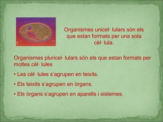 Organismes unicel· lulars són els que estan formats per una sola cèl· lula. Organismes pluricel· lulars són els que estan formats per moltes cèl· lules Les cèl· lules s’agrupen en teixits. Els teixits s’agrupen en òrgans. Els òrgans s’agrupen en aparells i sistemes. 