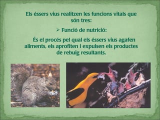 Els éssers vius realitzen les funcions vitals que són tres: Funció de nutrició: És el procés pel qual els éssers vius agafen aliments, els aprofiten i expulsen els productes de rebuig resultants. 