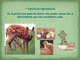 Funció de reproducció. És el procés pel qual els éssers vius poden donar lloc a descendents que són semblants a ells. 