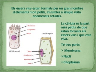 Els éssers vius estan formats per un gran nombre d’elements molt petits, invisibles a simple vista, anomenats cèl·lules. La cèl·lula és la part més petita de que estan formats els éssers vius i que està viva. Té tres parts: Membrana Nucli Citoplasma 