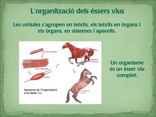 Les cel·lules s’agrupen en teixits, els teixits en òrgans i els òrgans, en sistemes i aparells. Un organisme és un ésser viu complet. L’organització dels éssers vius 