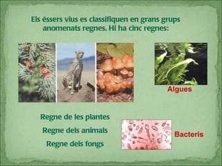 Els éssers vius es classifiquen en grans grups anomenats regnes. Hi ha cinc regnes: Regne de les plantes Regne dels animals Regne dels fongs Algues Bacteris 