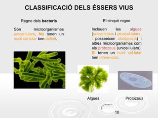 CLASSIFICACIÓ DELS ÉSSERS VIUS
Regne dels bacteris

El cinquè regne

Són
microorganismes
unicel·lulars. No tenen un
nucli cel·lular ben definit.

Inclouen
les
algues
(unicel·lulars i pluricel·lulars,
i posseeixen cloroplasts) i
altres microorganismes com
els protozous (unicel·lulars).
Sí tenen un nucli cel·lular
ben diferenciat.

Algues

Protozous

10

 