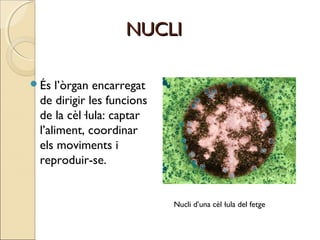NUCLINUCLI
És l’òrgan encarregat
de dirigir les funcions
de la cèl·lula: captar
l’aliment, coordinar
els moviments i
reproduir-se.
Nucli d’una cèl·lula del fetge
 