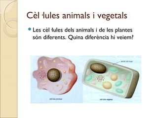 Cèl·lules animals i vegetals
Les cèl·lules dels animals i de les plantes
són diferents. Quina diferència hi veiem?
 