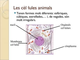 Les cèl·lules animals
Tenen formes molt diferents: esfèriques,
cúbiques, estrellades,… i, de vegades, són
molt irregulars.
nucli
citoplasma
Membrana
cel·lular
Orgànuls
cel·lulars
 