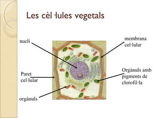 Les cèl·lules vegetals
nucli
membrana
cel·lular
Paret
cel·lular
orgànuls
Orgànuls amb
pigments de
clorofil·la
 
