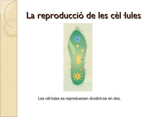 La reproducció de les cèl·lulesLa reproducció de les cèl·lules
Les cèl·lules es reprodueixen dividint-se en dos.
 