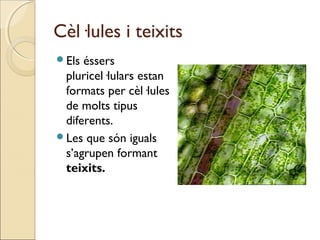 Cèl·lules i teixits
Els éssers
pluricel·lulars estan
formats per cèl·lules
de molts tipus
diferents.
Les que són iguals
s’agrupen formant
teixits.
 