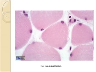 Cèl·lules musculars
 