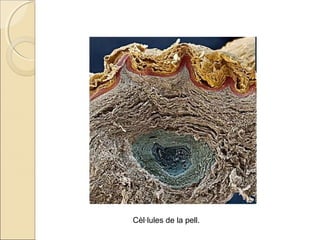 Cèl·lules de la pell.
 