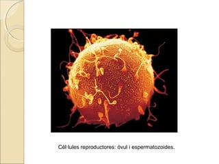 Cèl·lules reproductores: òvul i espermatozoides.
 