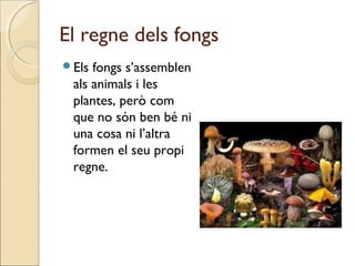 El regne dels fongs
Els fongs s’assemblen
als animals i les
plantes, però com
que no són ben bé ni
una cosa ni l’altra
formen el seu propi
regne.
 