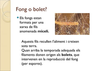 Fong o bolet?
Els fongs estan
formats per una
xarxa de fils
anomenada miceli.
Aquests fils recullen l’aliment i creixen
sota terra.
Quan arriba la temporada adequada els
filaments donen origen als bolets, que
intervenen en la reproducció del fong
(per espores).
 