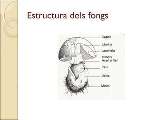 Estructura dels fongs
 