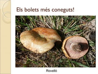 Els bolets més coneguts!
Rovelló
 