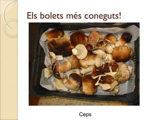 Els bolets més coneguts!
Ceps
 