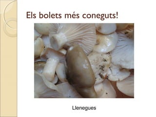 Els bolets més coneguts!
Llenegues
 