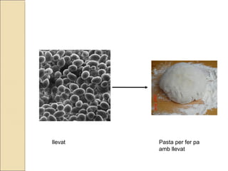 llevat Pasta per fer pa
amb llevat
 