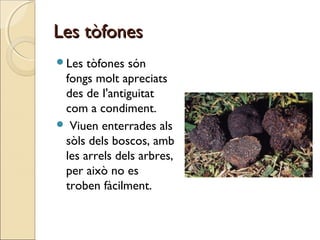 Les tòfonesLes tòfones
Les tòfones són
fongs molt apreciats
des de I'antiguitat
com a condiment.
 Viuen enterrades als
sòls dels boscos, amb
les arrels dels arbres,
per això no es
troben fàcilment.
 