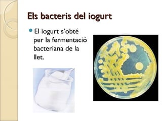 Els bacteris del iogurtEls bacteris del iogurt
El iogurt s’obté
per la fermentació
bacteriana de la
llet.
 