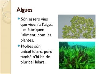 AlguesAlgues
Són éssers vius
que viuen a l’aigua
i es fabriquen
l’aliment, com les
plantes.
Moltes són
unicel·lulars, però
també n’hi ha de
pluricel·lulars.
 