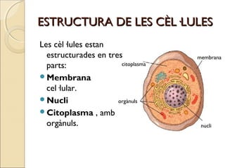 ESTRUCTURA DE LES CÈL·LULESESTRUCTURA DE LES CÈL·LULES
Les cèl·lules estan
estructurades en tres
parts:
Membrana
cel·lular.
Nucli
Citoplasma , amb
orgànuls.
membrana
citoplasma
orgànuls
nucli
 