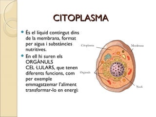 CITOPLASMACITOPLASMA
 És el líquid contingut dins
de la membrana, format
per aigua i substàncies
nutritives.
 En ell hi suren els
ORGÀNULS
CEL·LULARS, que tenen
diferents funcions, com
per exemple
emmagatzemar l’aliment i
transformar-lo en energia.
 