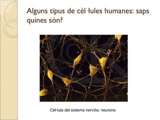 Alguns tipus de cèl·lules humanes: saps
quines són?
Cèl·lula del sistema nerviós: neurona
 