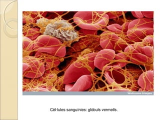 Cèl·lules sanguínies: glòbuls vermells.
 