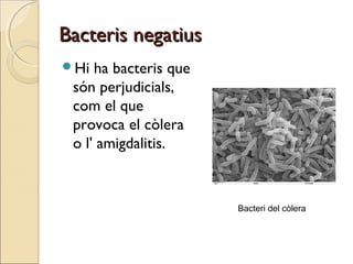 Bacteris negatiusBacteris negatius
Hi ha bacteris que
són perjudicials,
com el que
provoca el còlera
o l' amigdalitis.
Bacteri del còlera
 
